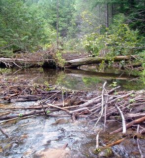 Beaver-dam2-Sandner-Creek
