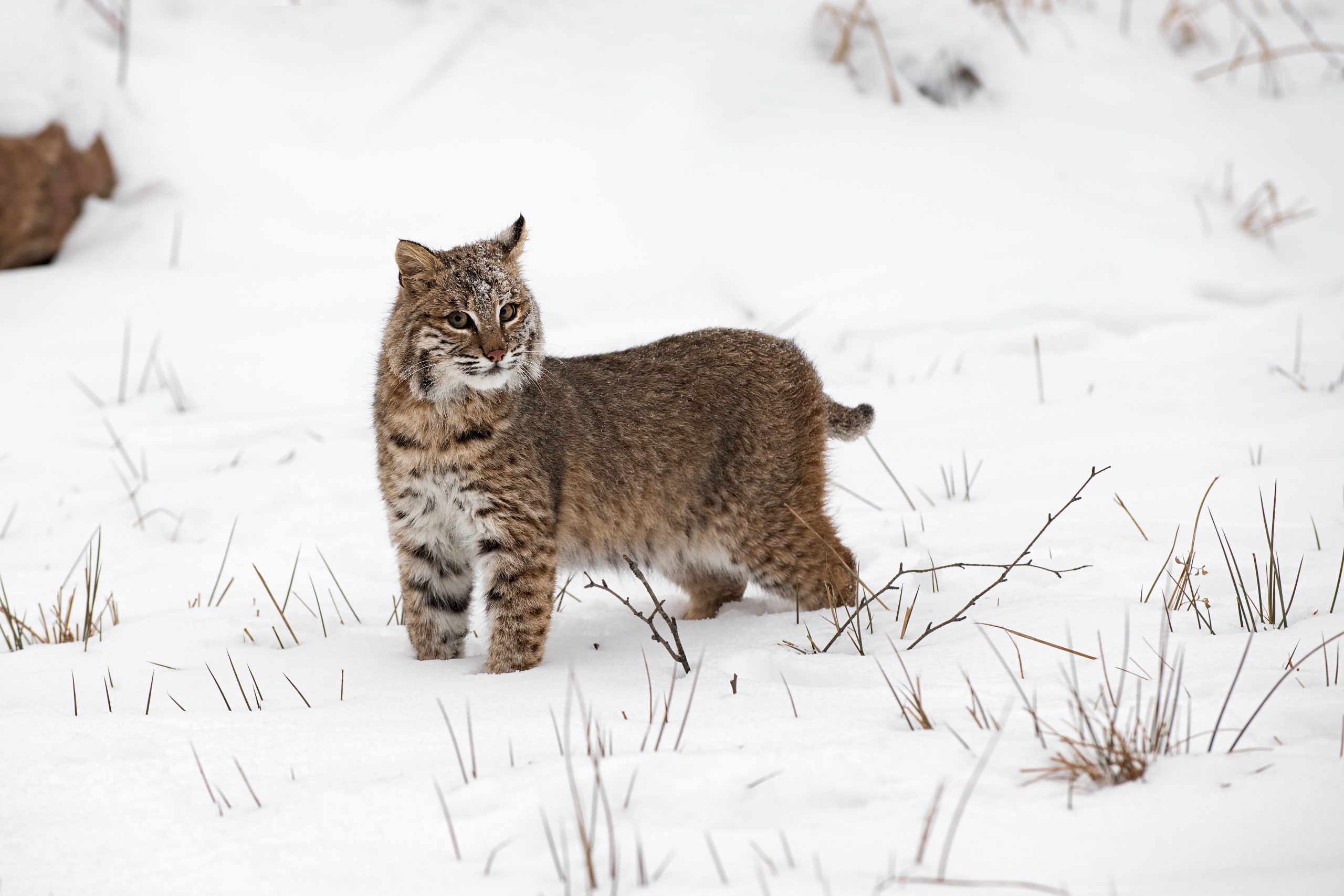 SILT-tagged bobcat makes an appearance!