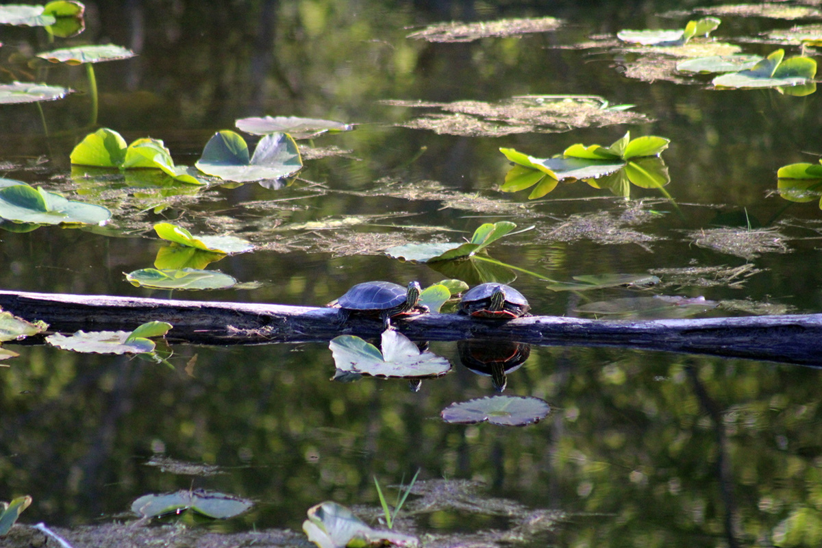 Edwards Pond – Painted Turtles