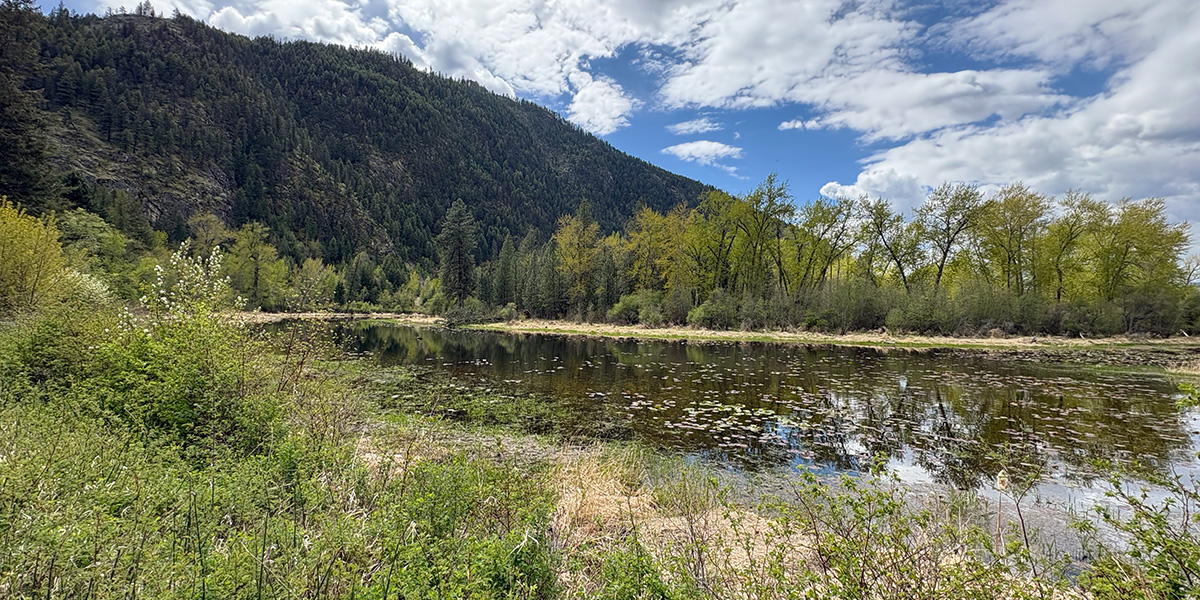 Resolution of Edward’s Pond Tree Litigation